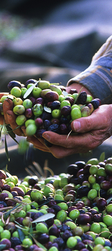 Extra virgin olive oil Dyade 2nd harvest