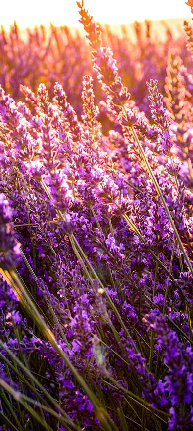 Lavender gift box