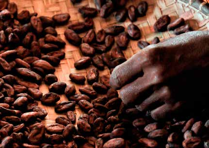 f&egrave;ve de cacao de Madagascar